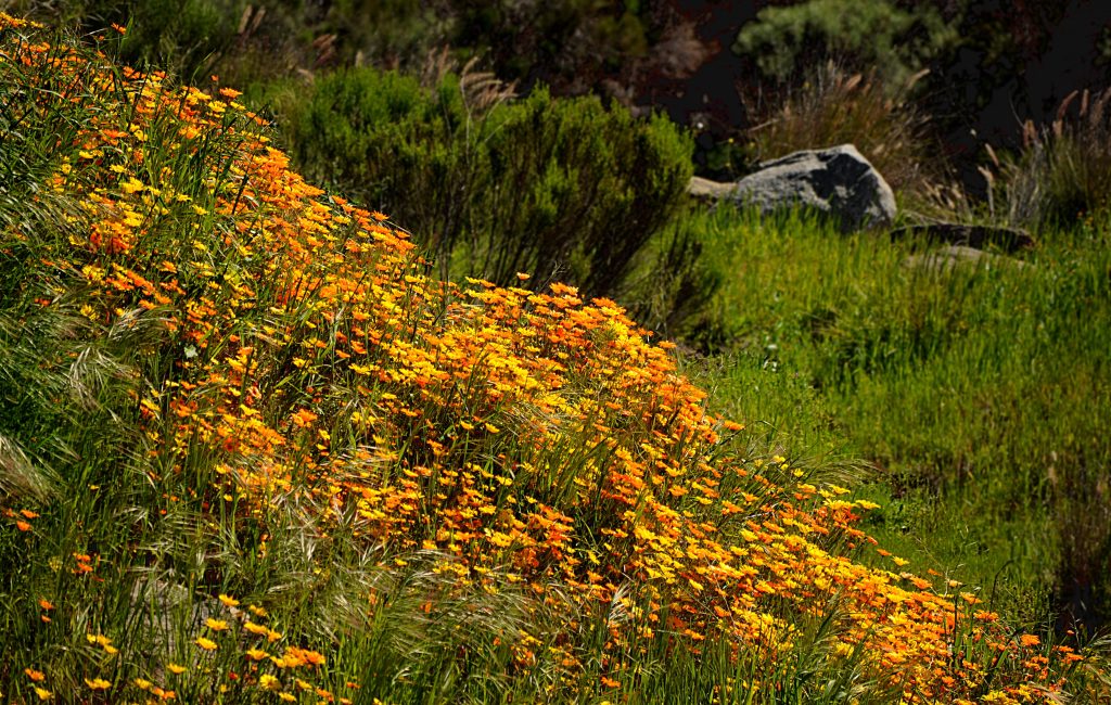 Flowers by the Roadside